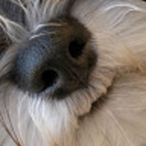 Meet your Posher, Sandy